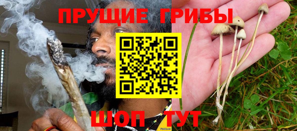 Псилоцибиновые грибы прущие грибы  Вход с VPN  Бор 